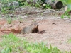 Groundhog